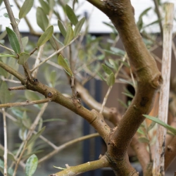 Outdoor view of an olive tree from the Pilates studio, creating a zen and relaxing ambiance.